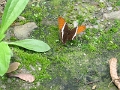 NYMPHALIDAE, Siproeta epaphus